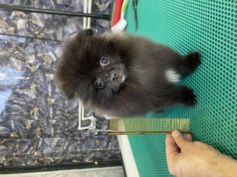 Pomeranian black yavrularımız teslime hazır
