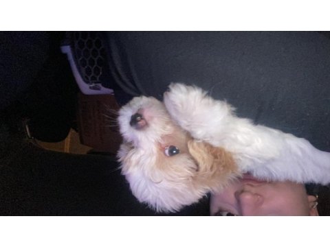 2 aylık maltipoo yavru