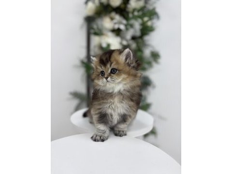 Black golden yakışıklı british longhair