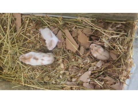 Gonzales bebek hamsterler