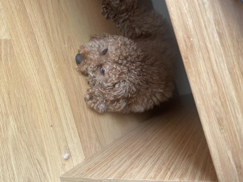 Çok akıllı 2 yaşında toy poodle