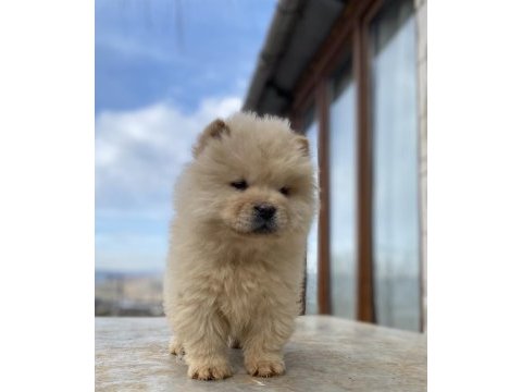 Chow chow köpeğimiz
