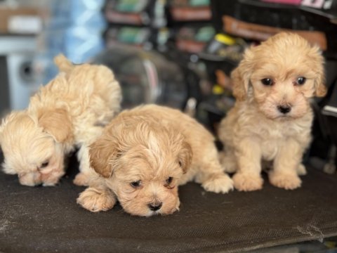 Çok özel wc eğitimli kore maltipoo