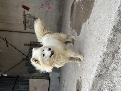 Sahibinden orj ırk samoyed dost canlısı dişi
