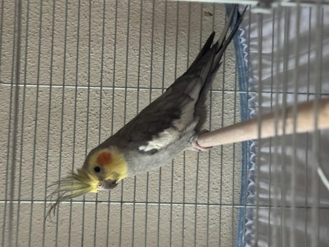 Güzel sultan papağanı