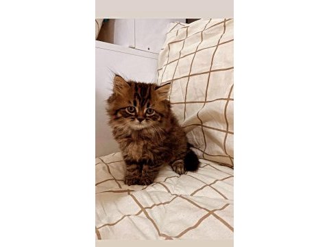 Yakışıklı british longhair oğlumuza sahip aranıyor