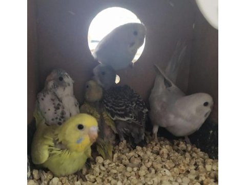 Yeme düşmeye hazırlanan yavru muhabbet kuşları