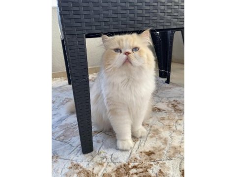 İran kedisi oğluma yuva arıyoruz
