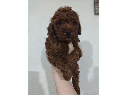 Kendi kızımın poodle yavruları