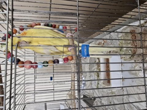 2 buçuk yaşında erkek sultan papağanı