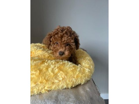 Sağlık garantili sevimli tam toy poodle yavrularımız