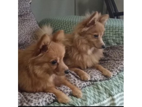 0 numara pomeranian spitz erkek ve dişi