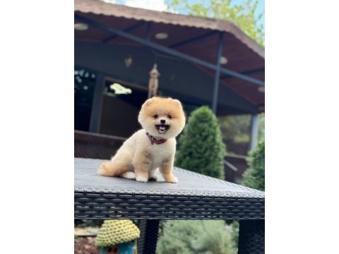 Sağlık ve ırk garantili pomeranian köpeğimiz