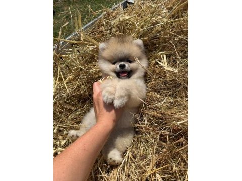 Portakal gibi turuncu pomeranian boo