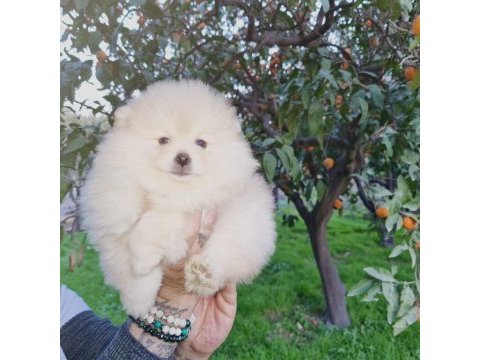 Kar beyazı pomeranian yavrularımız