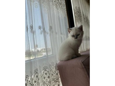 British shorthair bluepoint