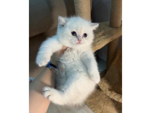 British shorthair golden point erkek