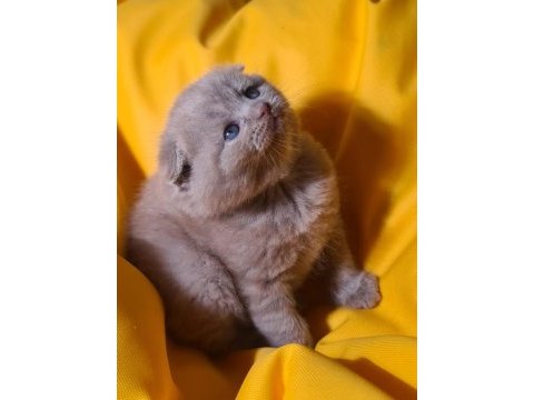 Scottish fold yavru