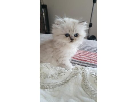 Yavru british longhair teslime hazır