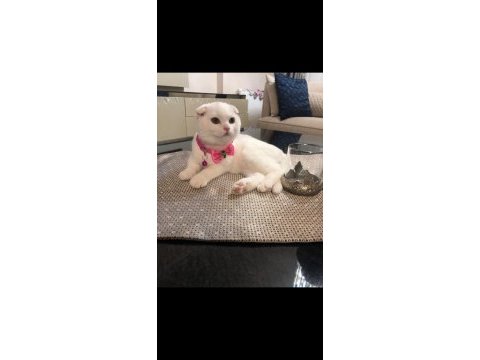 Scottish fold 3 yaşa yakın dişi