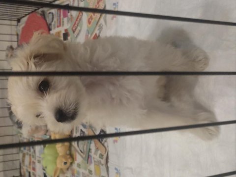 52 günlük dişi maltipoo