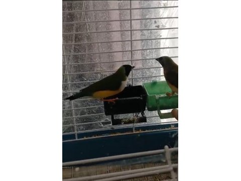 2024 ve 2025 çok bakımlı golden finch