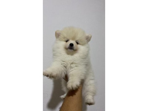 Pomeranian boo