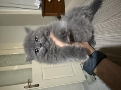 Orjinal ırk british longhair