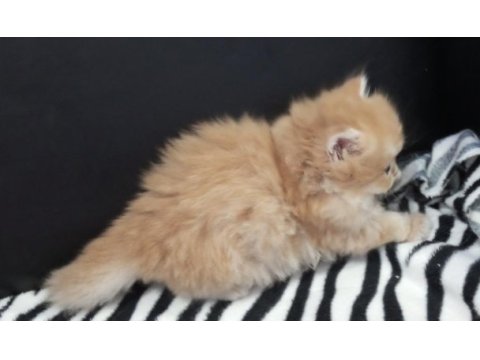 Golden ve silver chinchilla şecereli anne babalardan