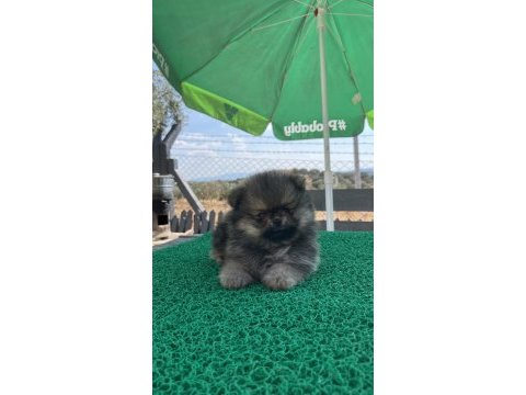 Pomeranian boo bebeklerimiz