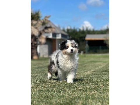 Enfes avustralya çoban köpeği yavruları