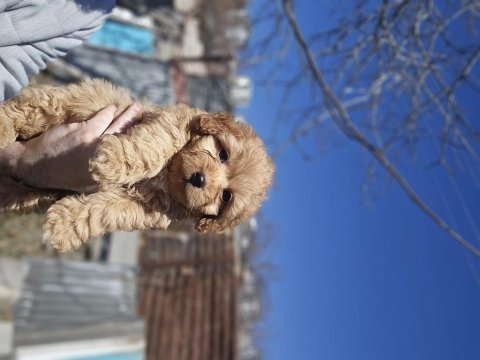 Ev doğumlu poodle ayarında maltipoo yavrularım