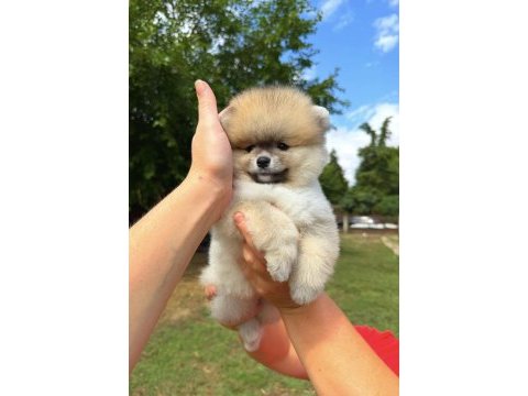 Orange pomeranian boo dişi