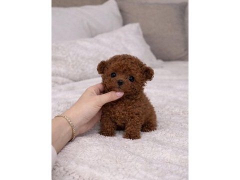 Evinizin yeni poodle üyesi