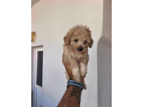 Maltipoo yavruları