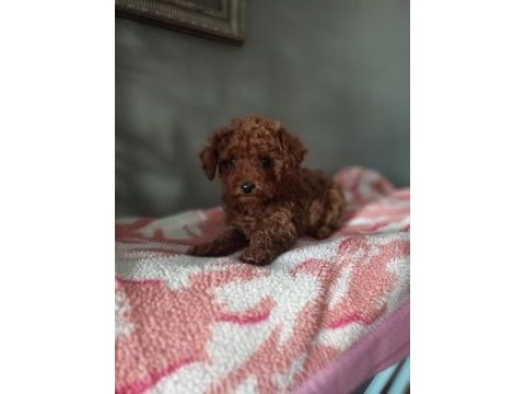 Toy poodle yavrularımız