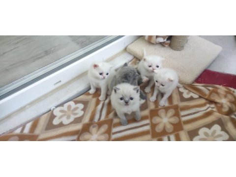 Beyaz british shorthair