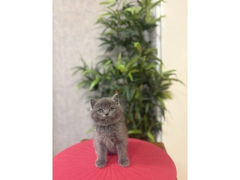 Bebek yüz british shorthair yavrular