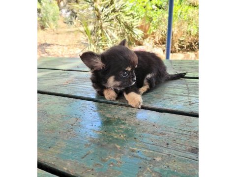 Teacup chihuahua dişi