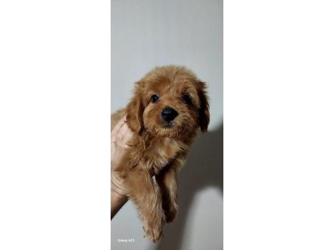 Poodle ayarında maltipoo