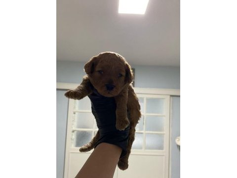 Toy poodle yavrularım aşılı orijinal