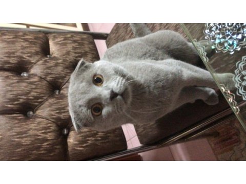 Erkek scottish fold kedimi sahiplendireceğim