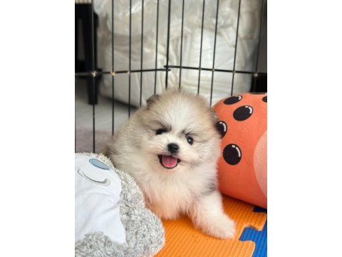 Rezerveye açık erkek pomeranian kardeşler