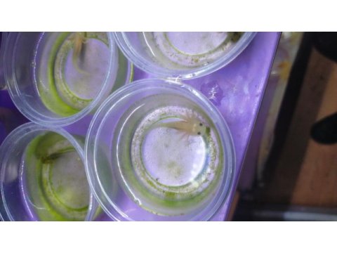 Axolotl yavrularım