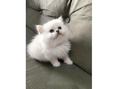 A kalite güzel british longhair yavru