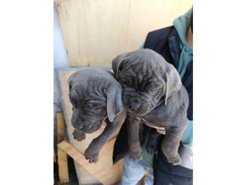Orjinal blue cane corso italiano