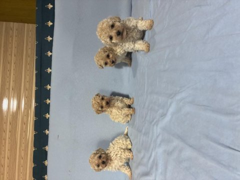 Maltipoo köpeğimiz