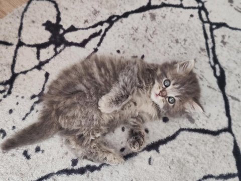 British longhair