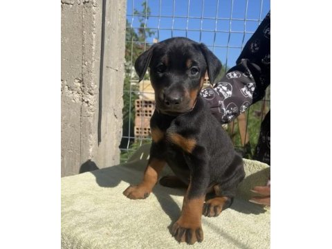 King doberman köpekler
