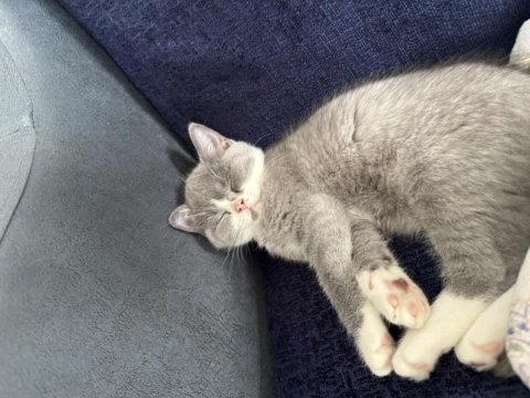 Bicolor british shorthair insan canlısı